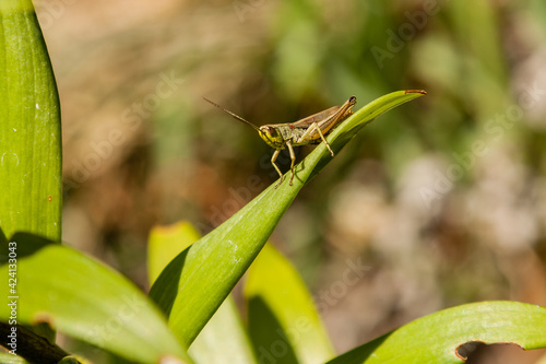 Green grasshopper sitting on green leaf © Minakryn Ruslan 