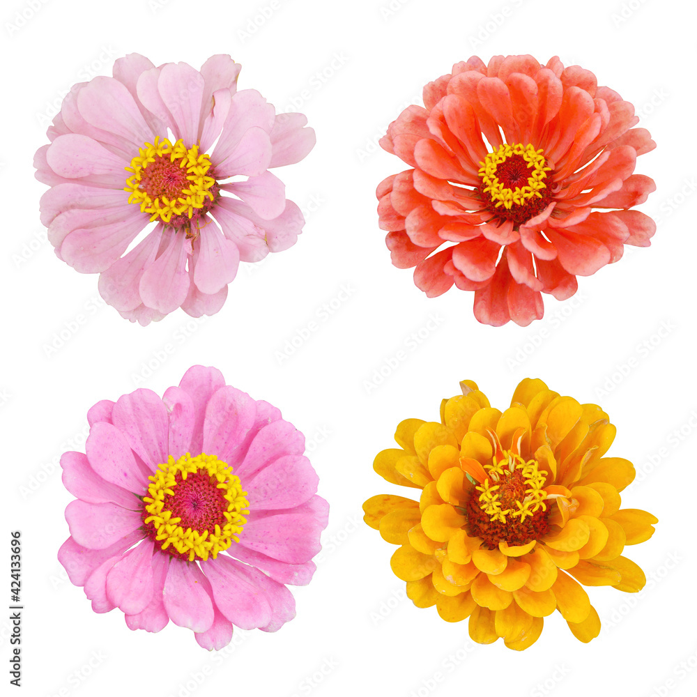 Zinnia flowers set on white isolated background. Zinnia flowers set on white isolated background.