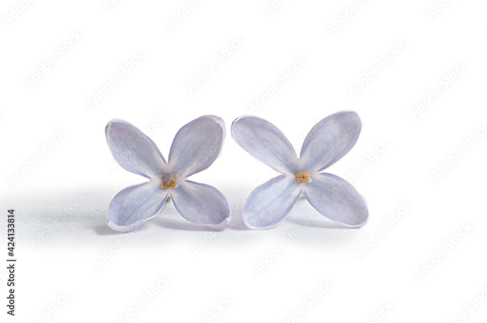 Purple lilac flower isolated on white background. Purple lilac flower isolated on white background.