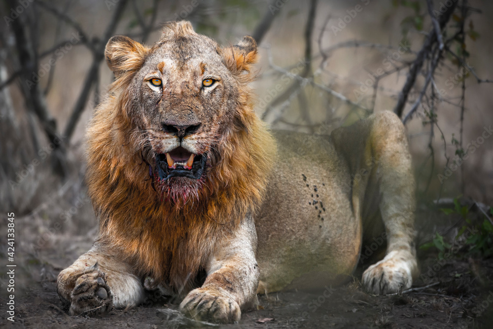 Obraz premium Blooded Beard. Male lion after the kill. 