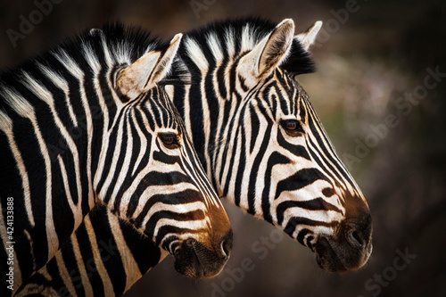 Double Vision. Two zebras alongside each other. 