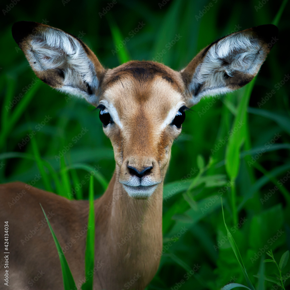 Tell me you don't love me. Baby Impala with beautiful eyes. Tell me you don't love me. Baby Impala with beautiful eyes.