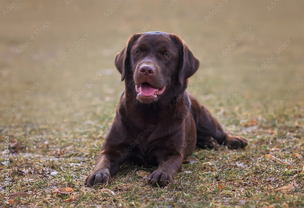 portrait of a chocolate labrador dog in the park in spring portrait of a chocolate labrador dog in the park in spring