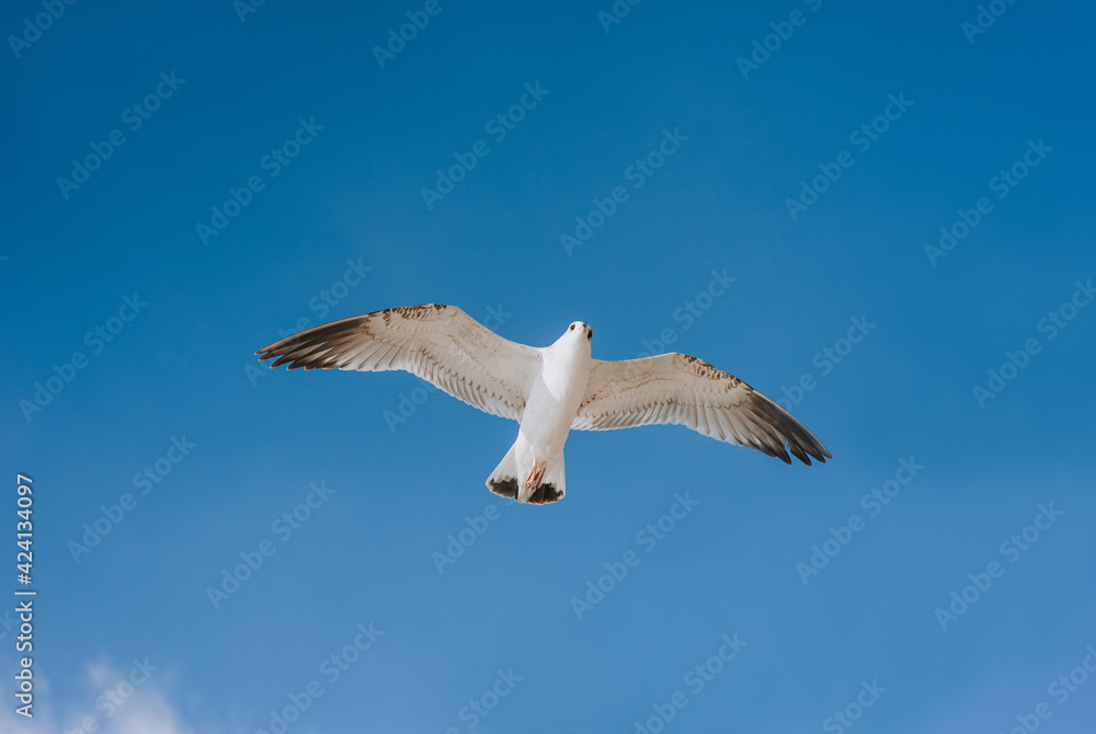A large, beautiful white seagull flies against the blue sky, soaring above the clouds and the ocean, spreading its long wings. Summer bird photography. A large, beautiful white seagull flies against the blue sky, soaring above the clouds and the ocean, spreading its long wings. Summer bird photography.