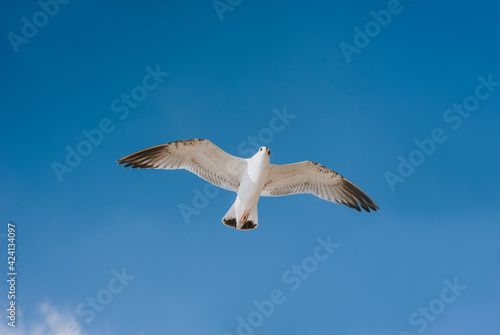 A large, beautiful white seagull flies against the blue sky, soaring above the clouds and the ocean, spreading its long wings. Summer bird photography.