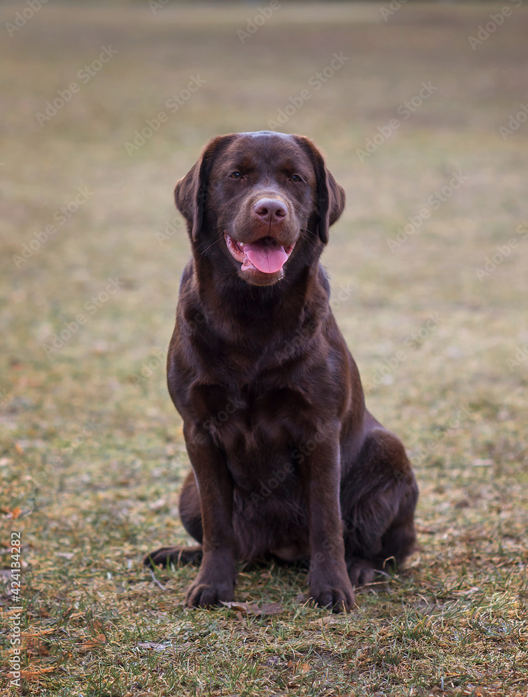 portrait of a chocolate labrador dog in the park in spring portrait of a chocolate labrador dog in the park in spring