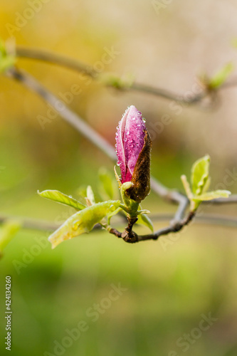 Macro blooming magnolia on a branch