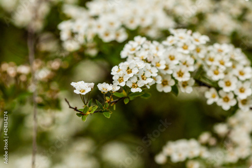 Macro bush of small white flowers on a branch