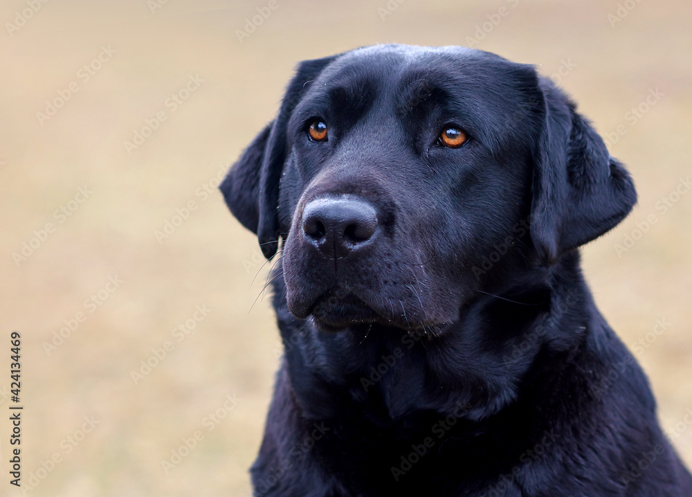 portrait of a black labrador dog in the park in spring