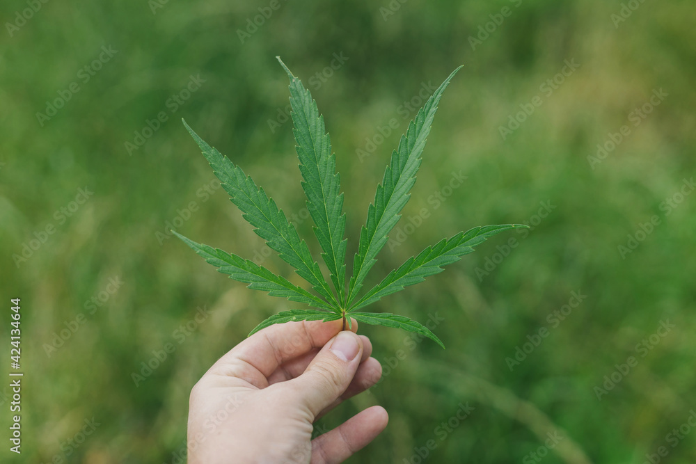 Cannabis Sativa leaf in hand on green background. Medical marijuana cultivation, farmer growing hemp Cannabis Sativa leaf in hand on green background. Medical marijuana cultivation, farmer growing hemp
