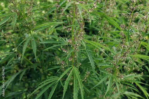 Cannabis Sativa male flowers on green background. Medical marijuana cultivation. Hemp