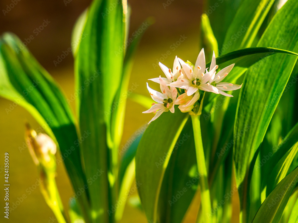 Ramsons (Allium ursinum). Known as Bear's Garlic, Wild Garlic, Wood Garlic - close up of fresh flowers Ramsons (Allium ursinum). Known as Bear's Garlic, Wild Garlic, Wood Garlic - close up of fresh flowers
