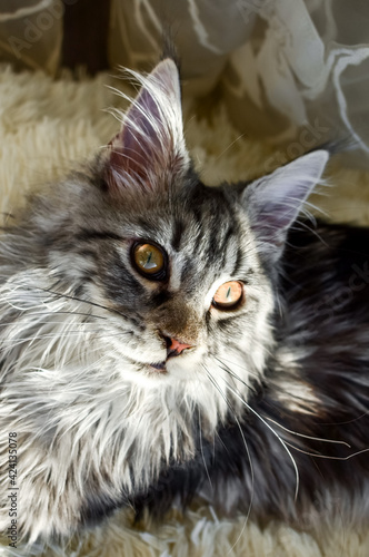 A gray tabby cat with yellow eyes looks to the side, at home. Portrait of a cat.