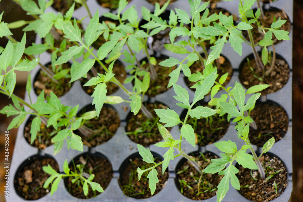 Germination tray with full of tomato seedlings ready to be transferred to soil top view Germination tray with full of tomato seedlings ready to be transferred to soil top view