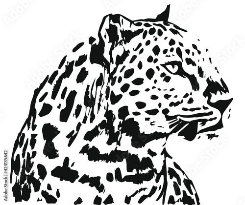 leopard illustration on a white background