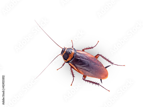 close-up cockroach on a white background,isolated (top view)