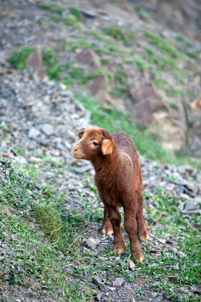 Brown lamb