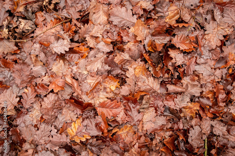 Oak foliage, autumn background Oak foliage, autumn background