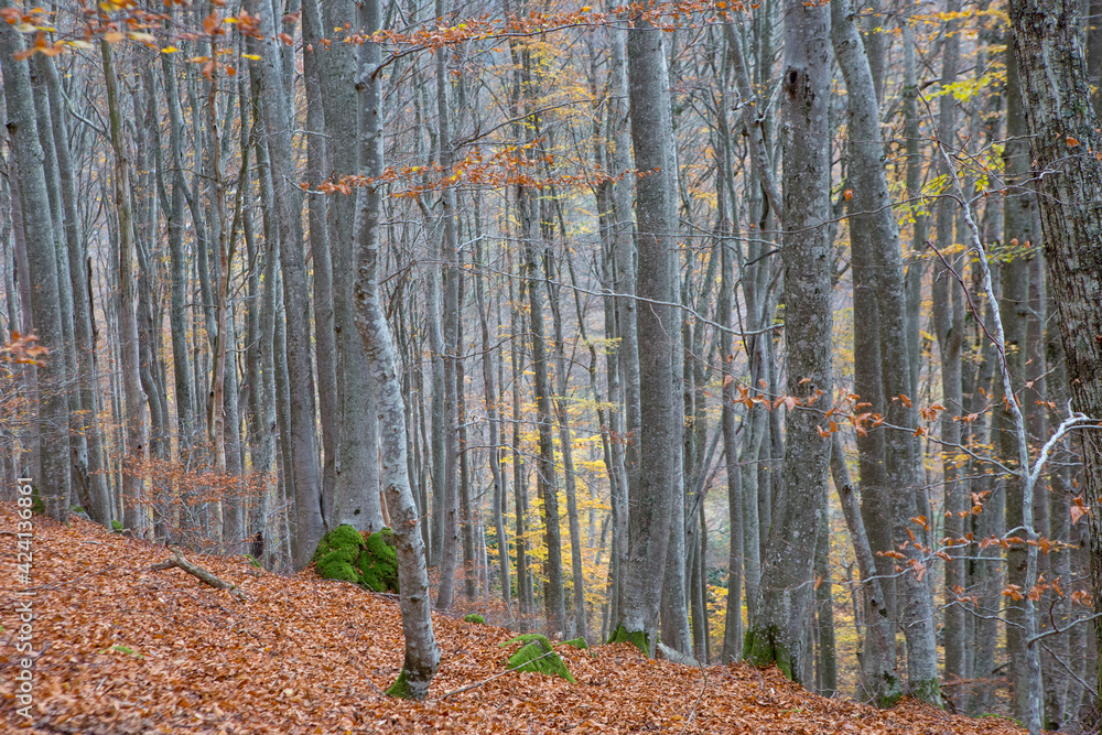 Fototapeta premium Foret en automne