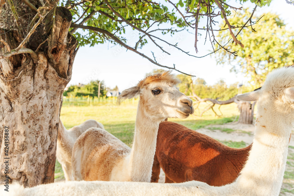 Fototapeta premium Cute alpaca with funny face relaxing on ranch in summer day. Domestic alpacas grazing on pasture in natural eco farm countryside background. Animal care and ecological farming concept
