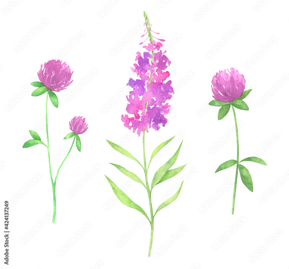 Fototapeta premium Watercolor Clover and Fireweed Set