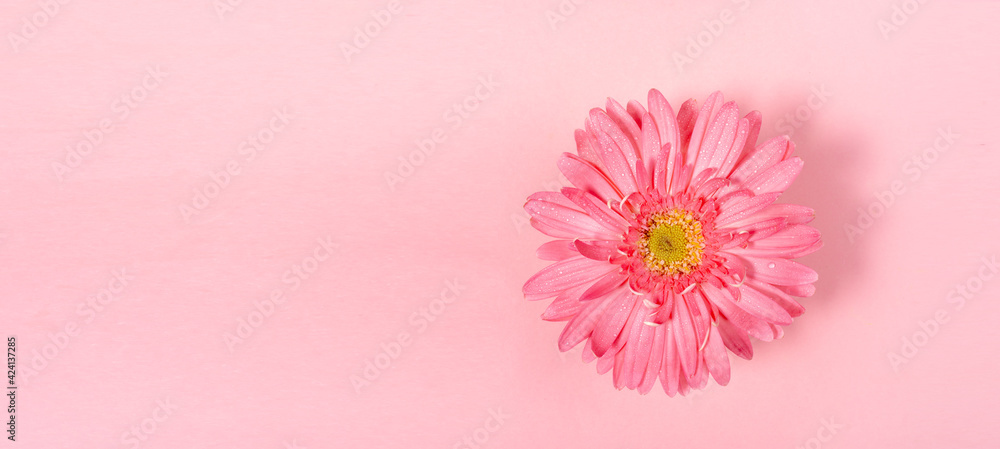 Pastel pink festive minimal banner with one gerbera flower and copy space for text.