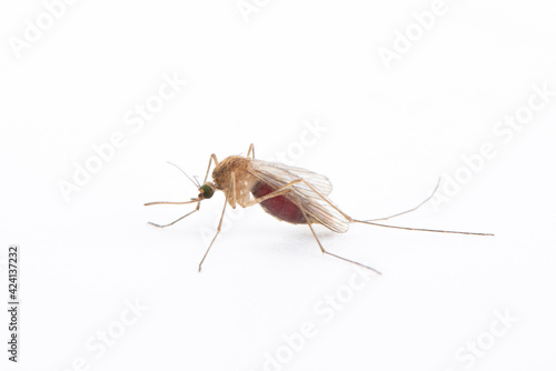 Close up of a mosquito isolated on white background © zhikun sun
