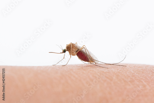 Close up of a mosquito sucking human blood photo