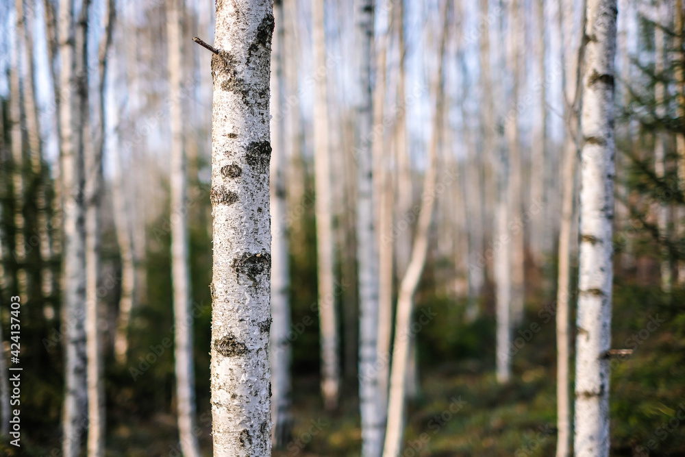 Fototapeta premium Beautiful birch grove on a sunny spring day. Selective focus