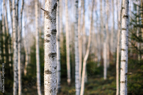 Beautiful birch grove on a sunny spring day. Selective focus