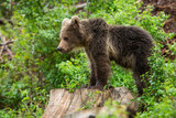 Young brown bear standing on stump in summer nature