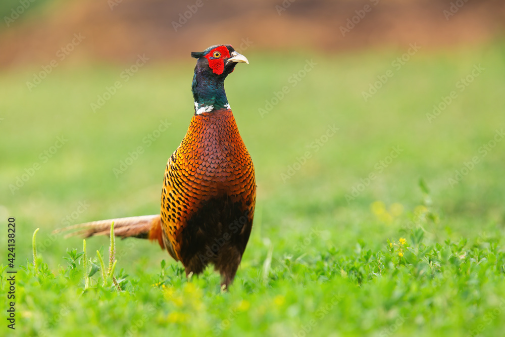 Naklejka premium Ring-necked pheasant cock looking on glade in spring sunlight