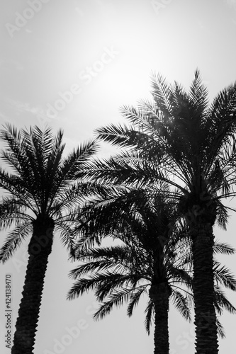 Tropical tourism paradise palms in sunny summer sun gray sky. Sun light shines through leaves of palm. Beautiful wanderlust travel journey symbol for vacation trip to southern holiday dream island