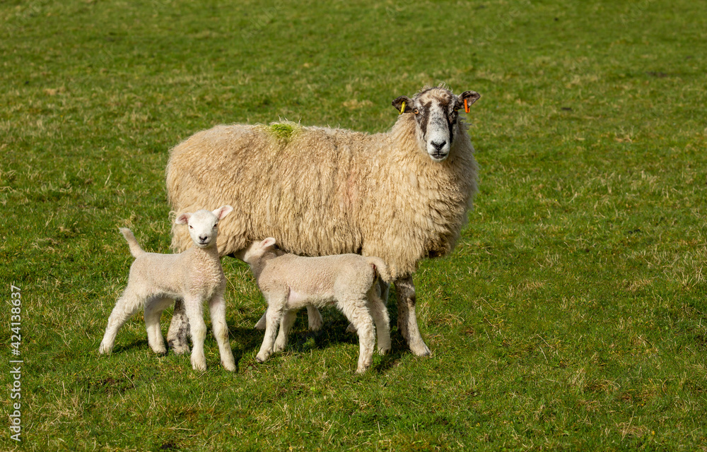 Swaledale mule sheep with newborn twin lambs in Springtime, stood in green pastureland. One lamb is feeding from her mother. Concept: a mother's love. Horizontal. Space for copy. Yorkshire Dales. Swaledale mule sheep with newborn twin lambs in Springtime, stood in green pastureland. One lamb is feeding from her mother. Concept: a mother's love. Horizontal. Space for copy. Yorkshire Dales.