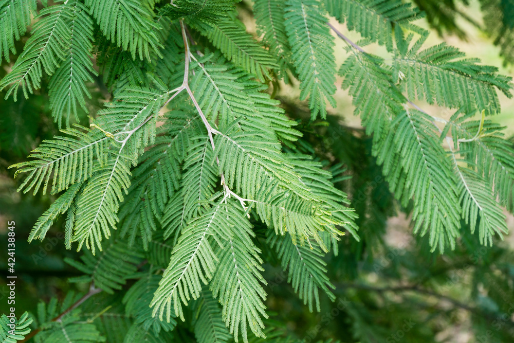 Green leaves of Acacia dealbata mimosa tree (silver or blue wattle) in Arboretum Park Southern Cultures in Sirius (Adler). Green leaves of Acacia dealbata mimosa tree (silver or blue wattle) in Arboretum Park Southern Cultures in Sirius (Adler).
