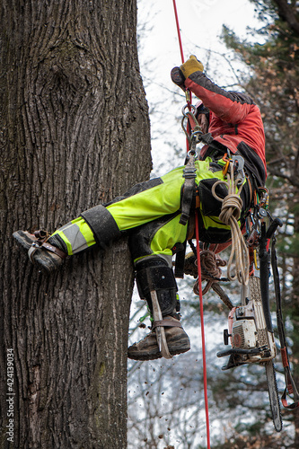 Specialized lumberjack with climbing equipment climbs a tree due to the gradual cutting of a diseased linden tree in a built up area.
