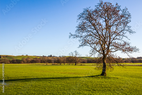 A lone leafless tree in an empty green field on a sunny winters day, Scotland