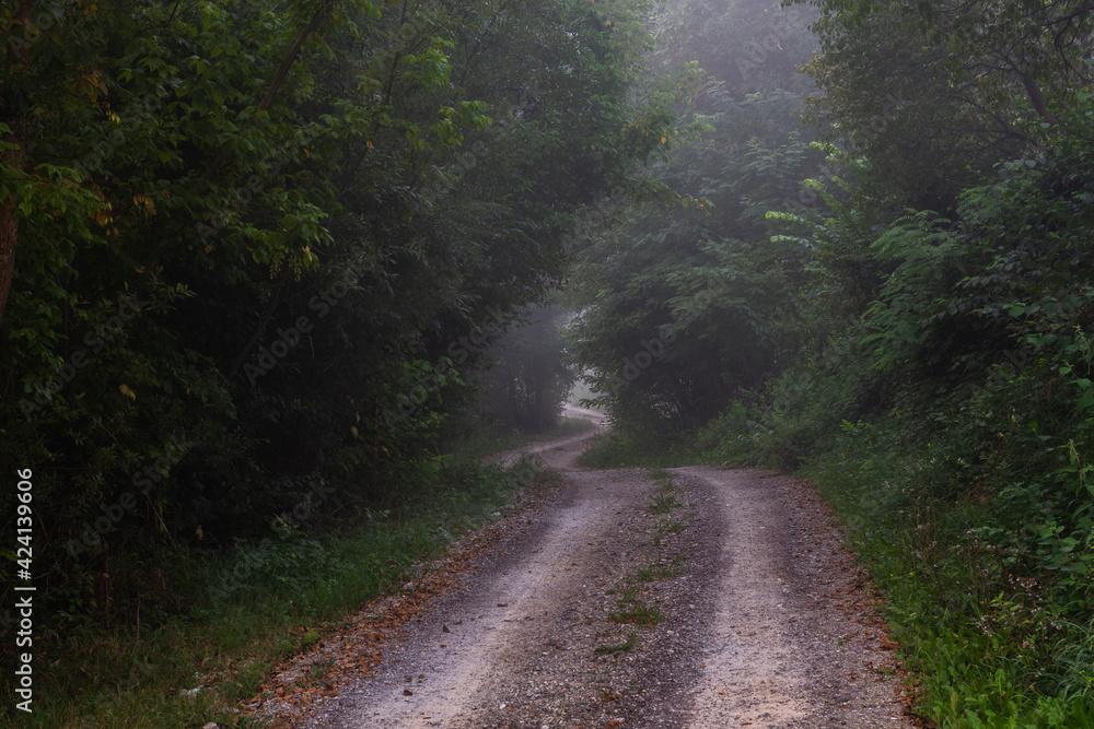 Naklejka premium morning in the forest