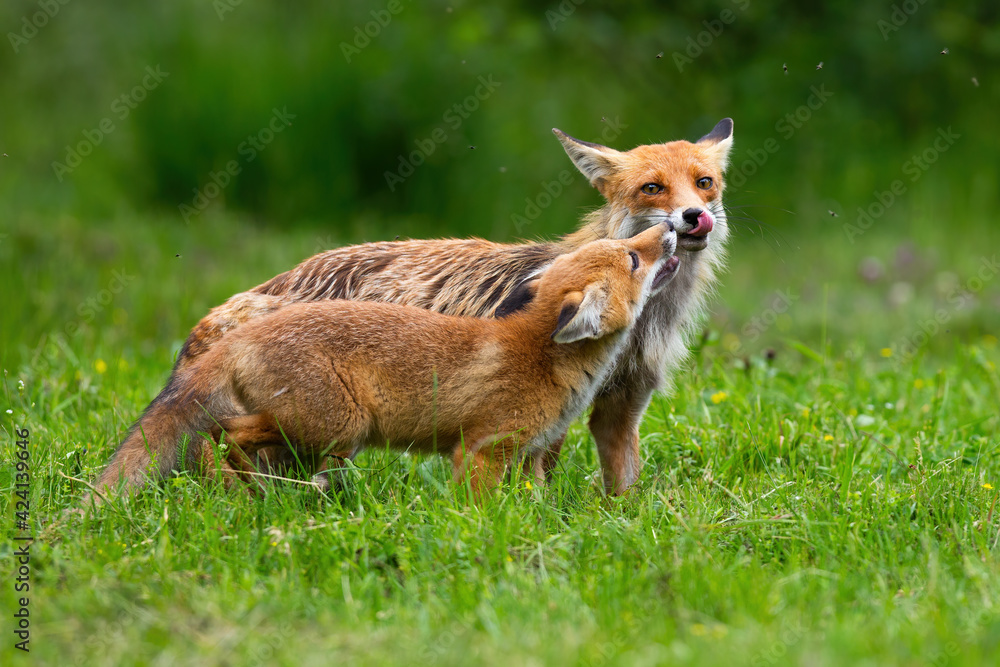 Fototapeta premium Two red fox touching with nose on meadow in summer
