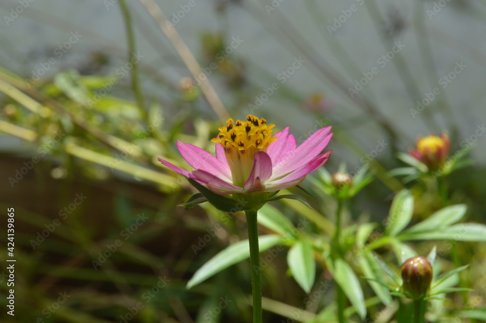 Fototapeta premium cosmos flower