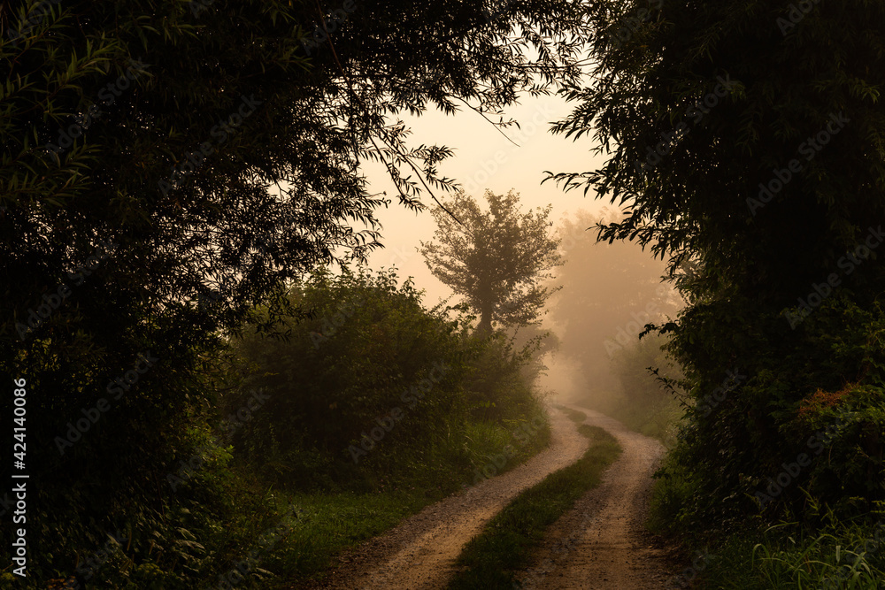 Fototapeta premium road in the forest