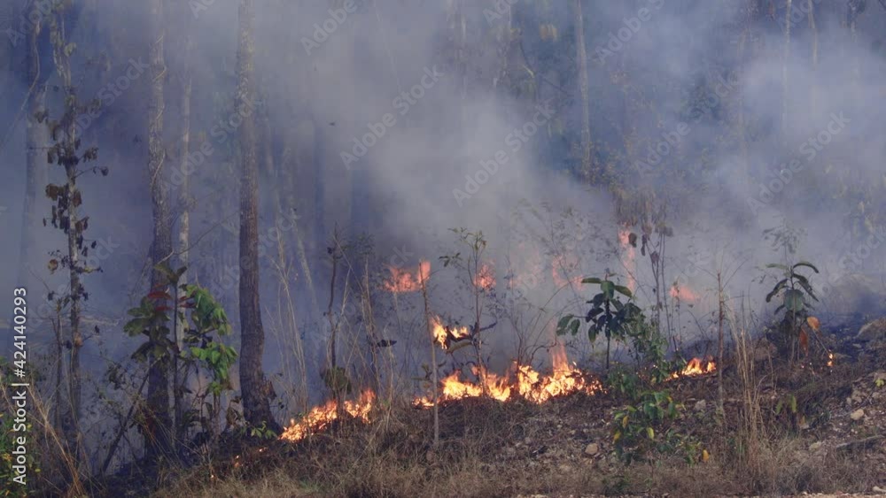 Forest fire disaster is burning caused by human Forest fire disaster is burning caused by human