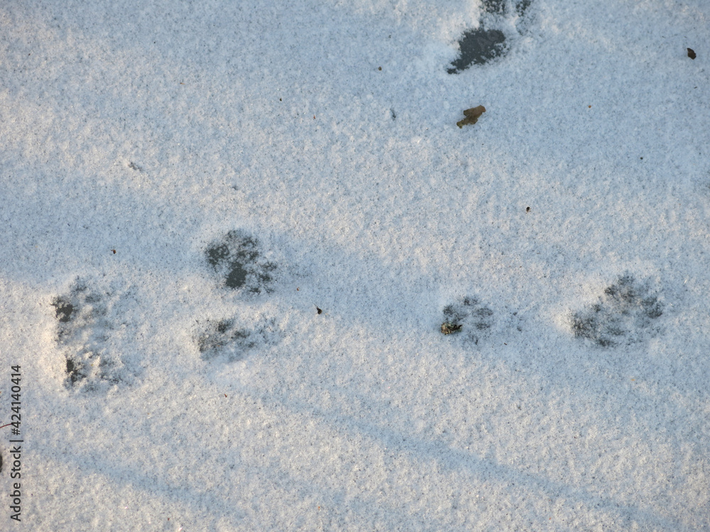 footprints of cats on a flat snow field footprints of cats on a flat snow field
