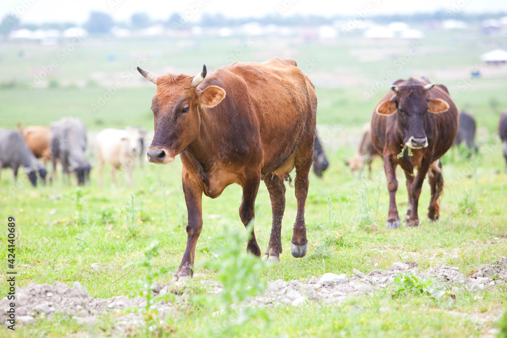 Cow outside