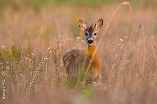 Young roe deer buck looking to the camera on dry field in summer