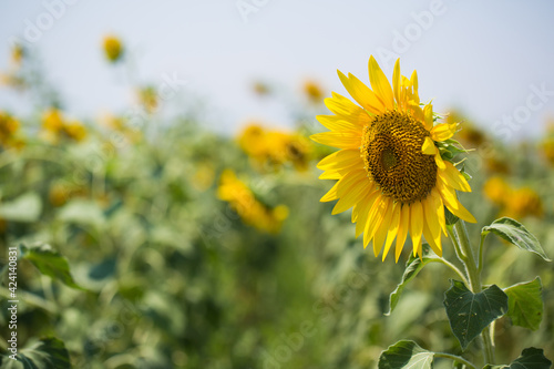 Sunflower field on a very sunny day 