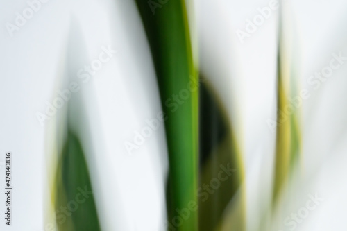 Intentional camera movement technique of the plant sansevieria trifasciata prain, artistic and abstract photography. White green and yellow screen background. Long exposure.