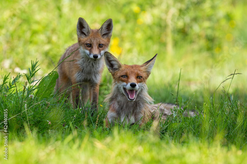 Two red foxes resting on green meadow in summertime nature