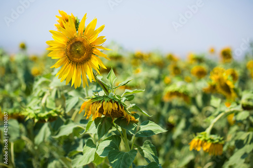 Sunflower field on a very sunny day 