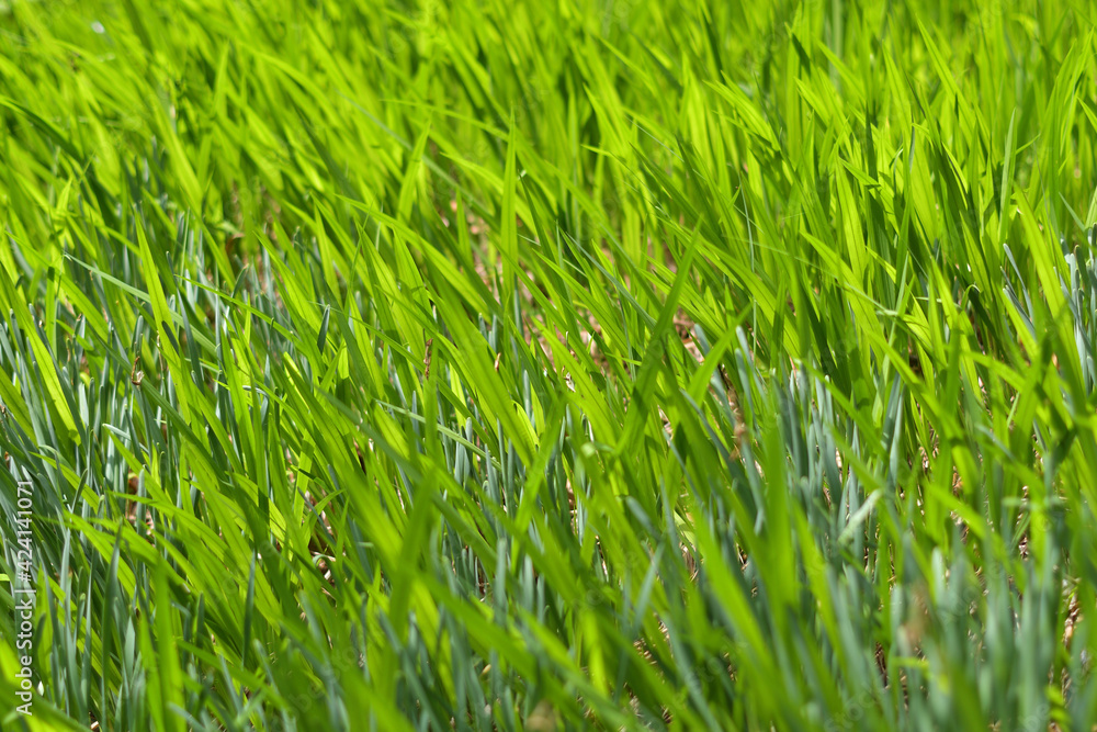 草野茂った風景 草野茂った風景